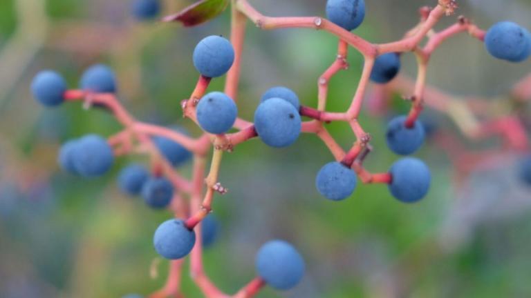 Scientists at National Laboratory Astana have developed a drug that slows down the development of age-related pathologies, as well as the fragility of bones, weight gain, and high blood pressure. This drug is based on polyphenols obtained from grapes.