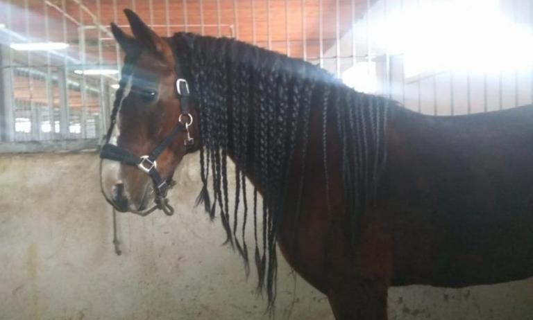 Thirty 6th grade pupils from Kazakhstani schools took part in a study on shadow education that was conducted by NU professor Anas Hajar. Over the course of one year, students shared their experiences and opinions about private tutoring in Kazakhstan.