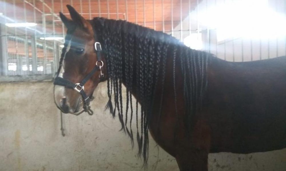 Thirty 6th grade pupils from Kazakhstani schools took part in a study on shadow education that was conducted by NU professor Anas Hajar. Over the course of one year, students shared their experiences and opinions about private tutoring in Kazakhstan.