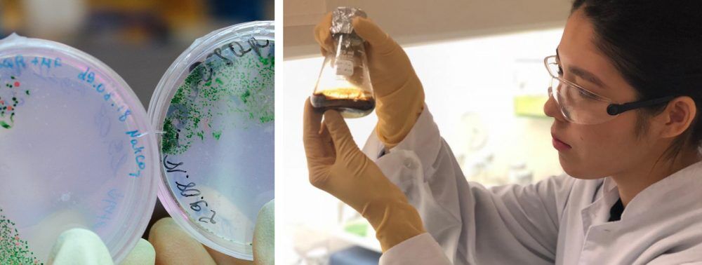 At the end of October, a team of NU students will participate in the International Genetically Engineered Machine (iGEM) competition. The team is led by a professor from the School of Sciences and Humanities, Dr.