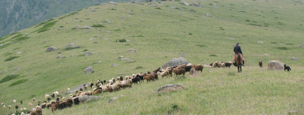 2020 жылы 18 сәуірде «Science Stars-тың» Қазақстандағы онлайн-финалы өтті. Қазақстан оқушылары мен колледж студенттері арасында өткен Ұлттық ғылыми коммуникациялар байқауын жастардың арасында ғылымды насихаттау мақсатында Британ Кеңесі, OYLA журналы, Назарбаев Университеті және «Шеврон» компаниясының қолдау көрсетуімен «Ғылым қоры» АҚ-ы ұйымдастырды.