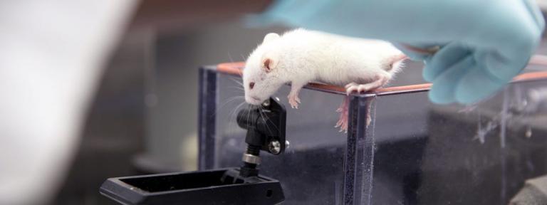 Исследовательская группа Лаборатории биоинженерии и регенеративной медицины National Laboratory Astana (NLA), Назарбаев Университета представит свой проект, ранозаживляющий гидрогель для пациентов с ожогами и травмами кожи, в престижной Международной программе бизнес-инкубации США в ноябре 2019 года. Среди международных конкурентов исследователи получили место для участия в полностью спонсируемой программе бизнес-инкубации, которая была объявлена Global Innovation through Science and Technology (GIST) Initiative с целью поддержки международных научно-технических инноваторов, желающих развивать свои стартапы на американском рынке.