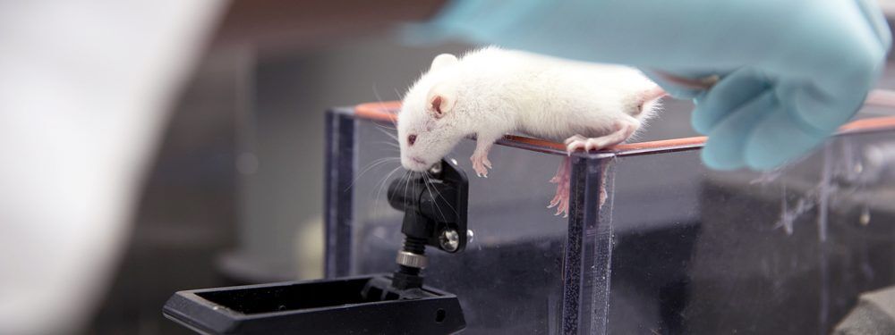 Исследовательская группа Лаборатории биоинженерии и регенеративной медицины National Laboratory Astana (NLA), Назарбаев Университета представит свой проект, ранозаживляющий гидрогель для пациентов с ожогами и травмами кожи, в престижной Международной программе бизнес-инкубации США в ноябре 2019 года. Среди международных конкурентов исследователи получили место для участия в полностью спонсируемой программе бизнес-инкубации, которая была объявлена Global Innovation through Science and Technology (GIST) Initiative с целью поддержки международных научно-технических инноваторов, желающих развивать свои стартапы на американском рынке.